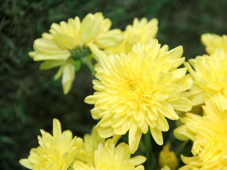 Opening of Zanbak Flower Boutique 